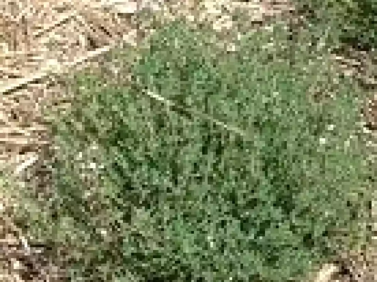 Salsa verde de hierbas - foto 11