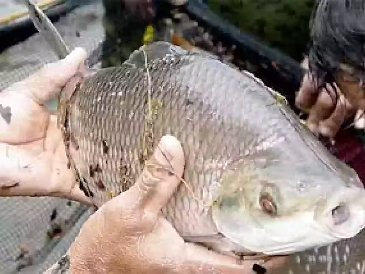 Sancocho de bocachico - foto 2