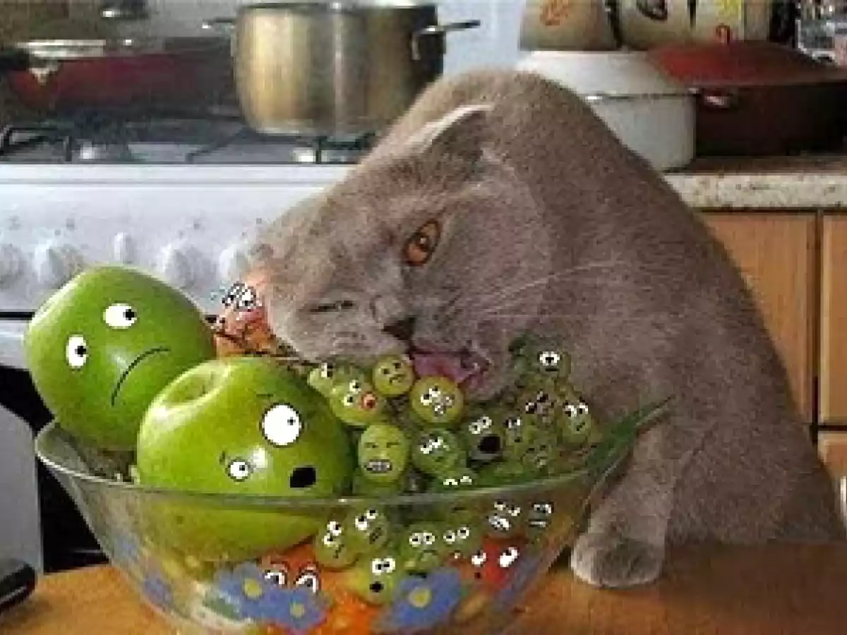 Tarta de queso con dátiles - foto 3