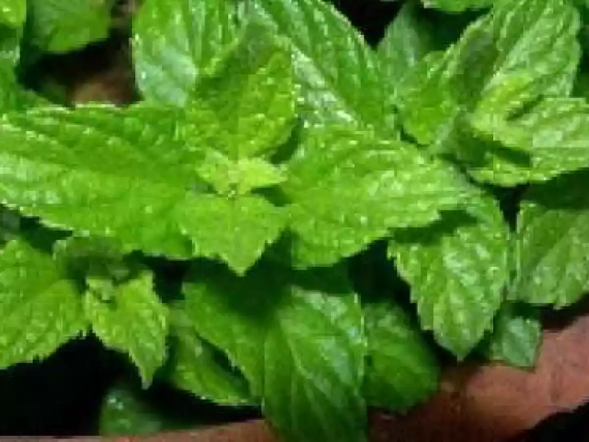 Te marroquí - foto 2