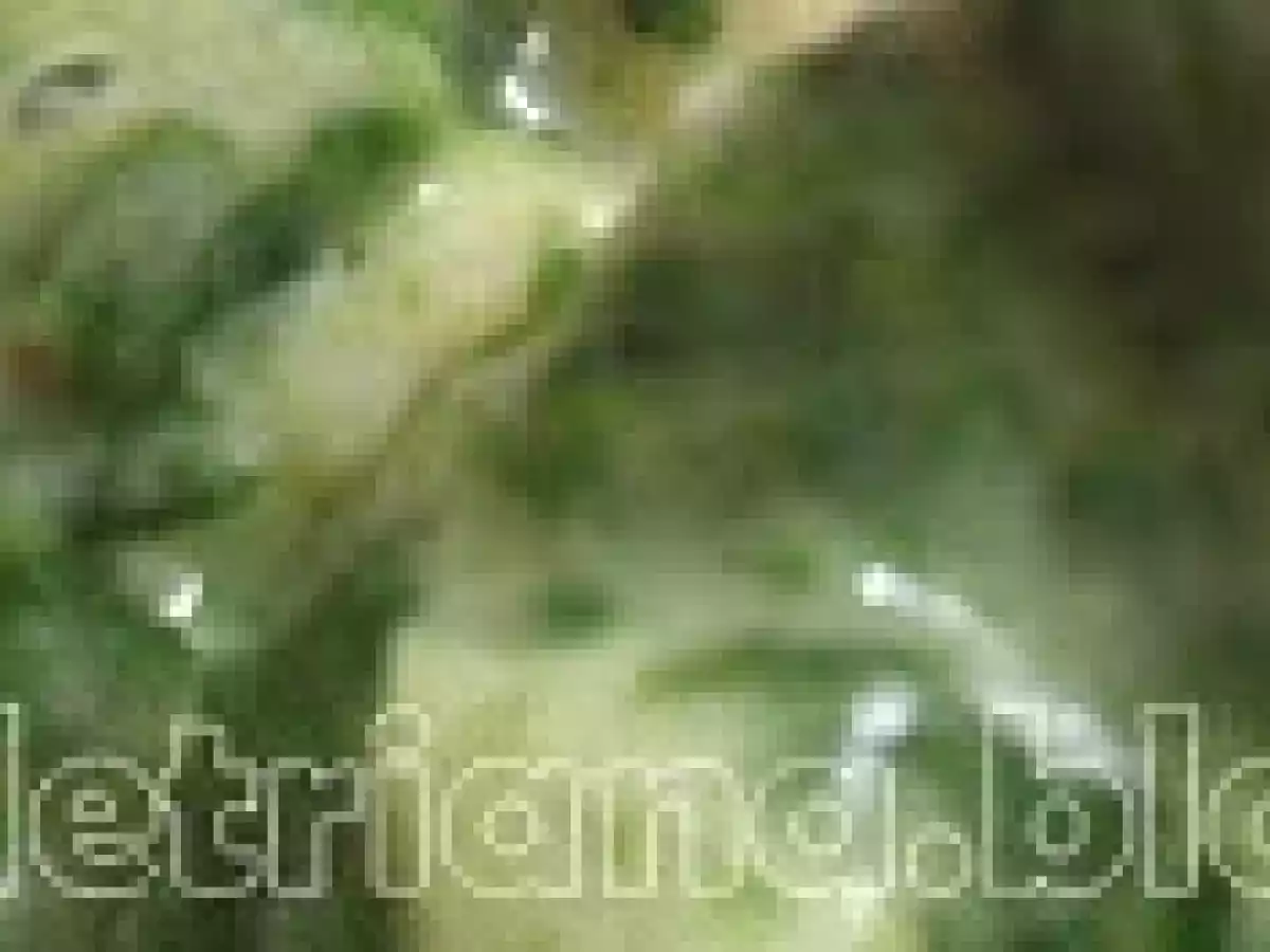 Tortellini de trufa blanca y queso Granfinezza con crema de espinacas - foto 3