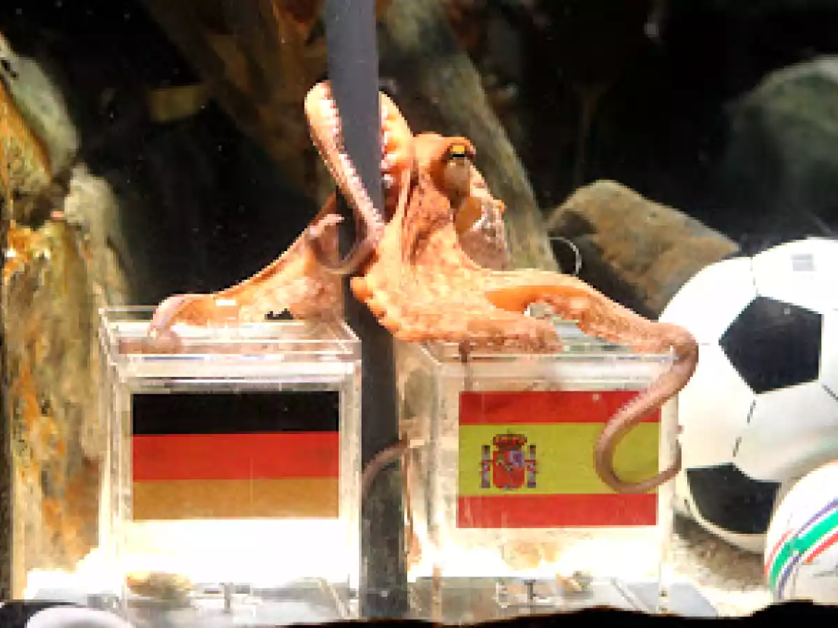 Tortilla a feira - foto 2