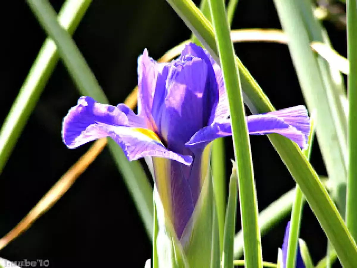 Un plato típico canario: el sancocho - foto 2
