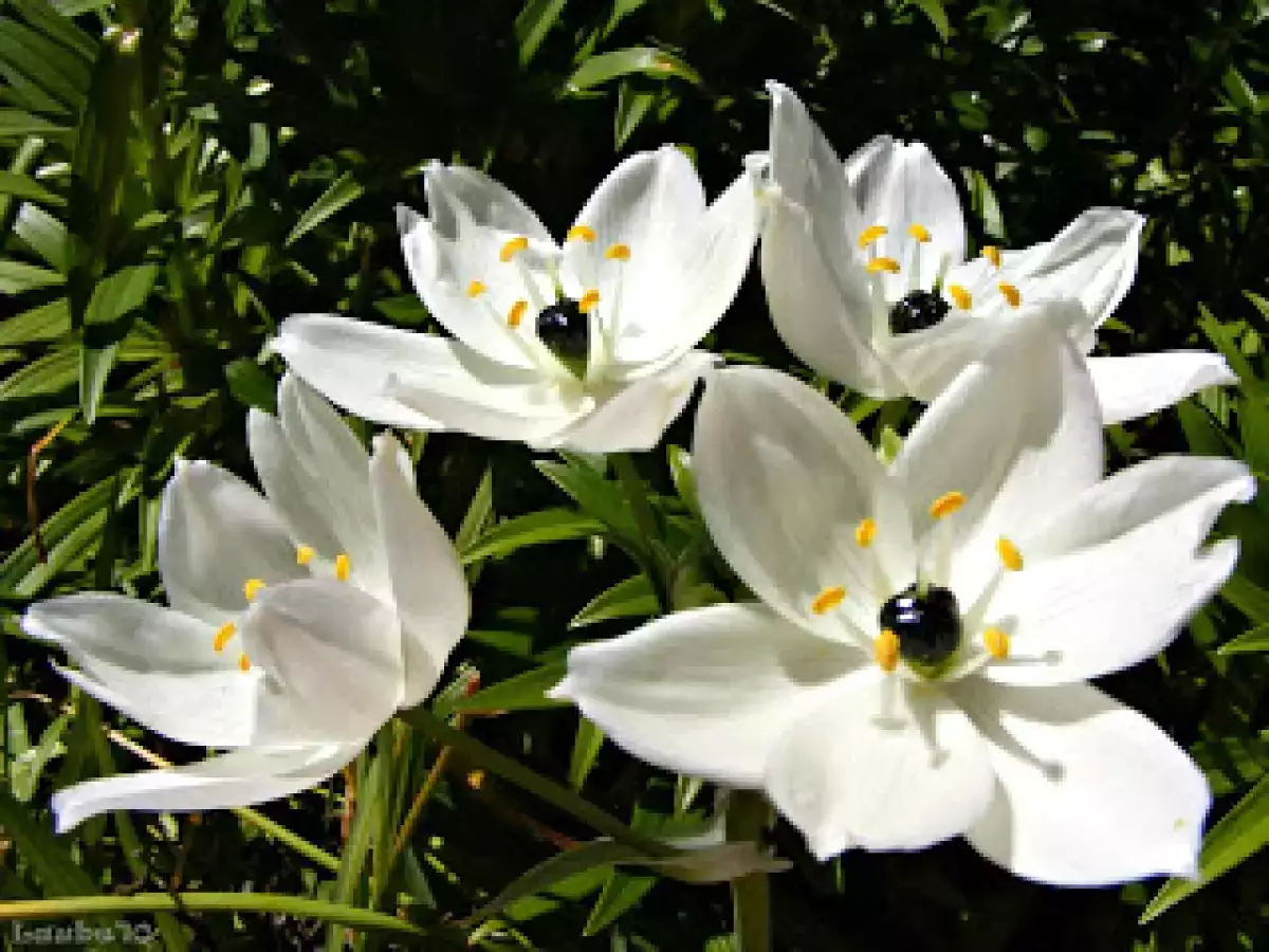 Un plato típico canario: el sancocho - foto 3