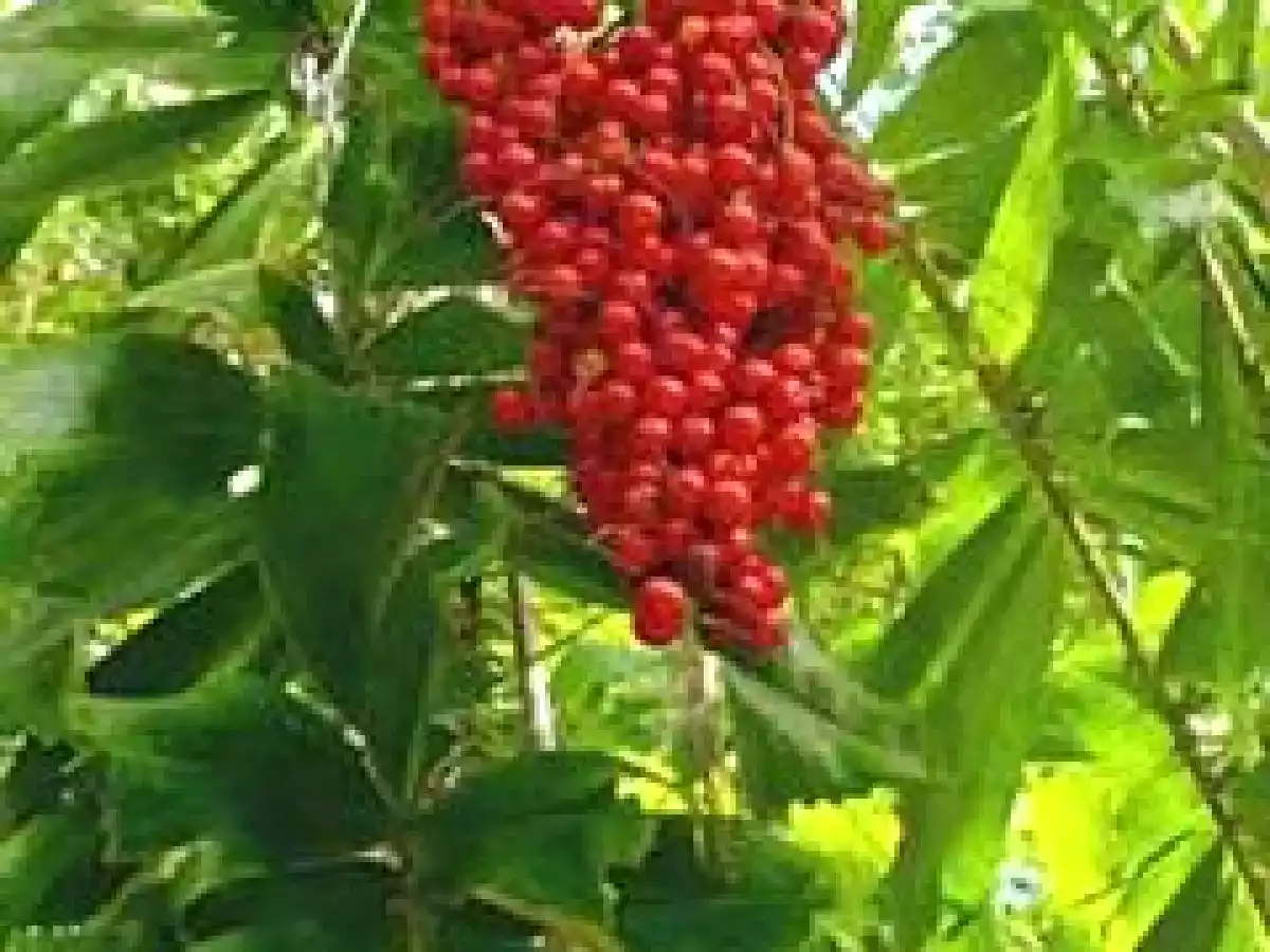 Vino de corozo - toro - foto 2